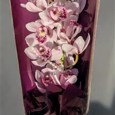 Mum's Pearlescent Orchid 