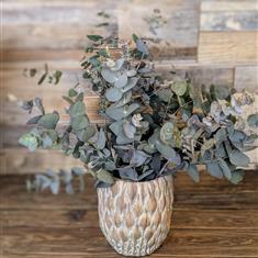 Timeless Eucalyptus 