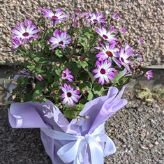 Gift Wrapped Senetti 