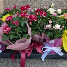 Mini Rose Plant 