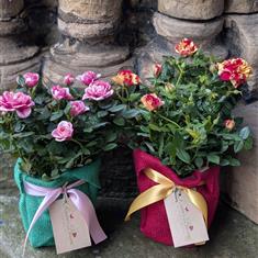 Gift Wrapped Rose Plant