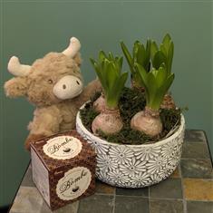 Highland Hug Package