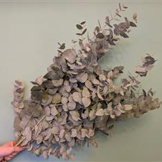 Eucalyptus Cinerea Bunch