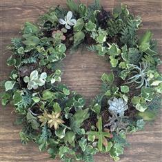 Living Succulent Wreath