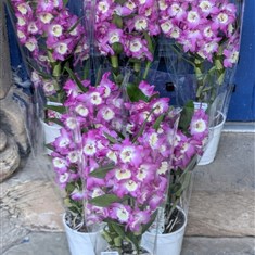 Dendrobium Orchid 