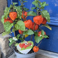 Physalis Chinese Lantern 