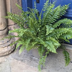 Boston Fern