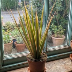Dracaena Marginata