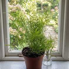 Asparagus Fern