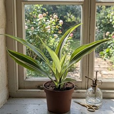 Lemon Lime Dracaena 