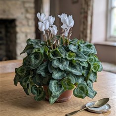 Pure White Cyclamen (Cyclamen persicum)