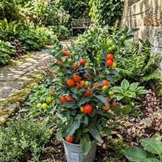Solanum Psuedocapsicum